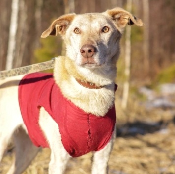 Собаки в добрые руки - Ким