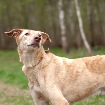 Собаки в добрые руки - Ким - 2