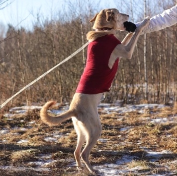 Собаки в добрые руки - Ким - 3