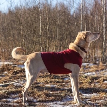 Собаки в добрые руки - Ким - 4