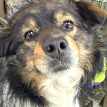 Собаки в добрые руки - Филя