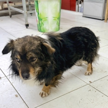 Собаки в добрые руки - Филя - 1