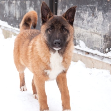 Собаки в добрые руки - Евсей