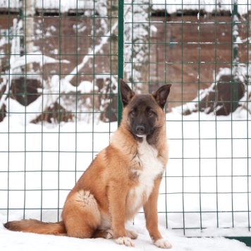 Собаки в добрые руки - Евсей - 1