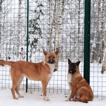 Собаки в добрые руки - Евсей - 2