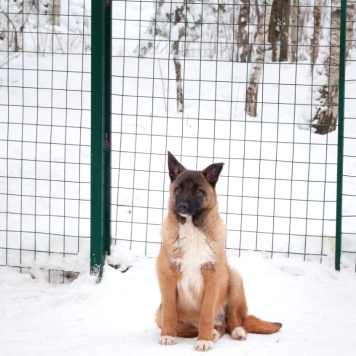 Собаки в добрые руки - Евсей - 3