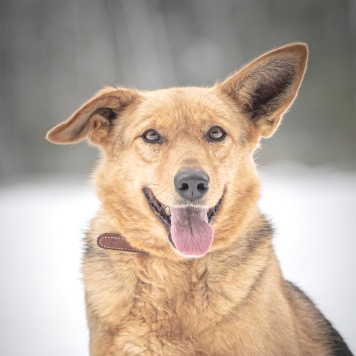 Собаки в добрые руки - Санни