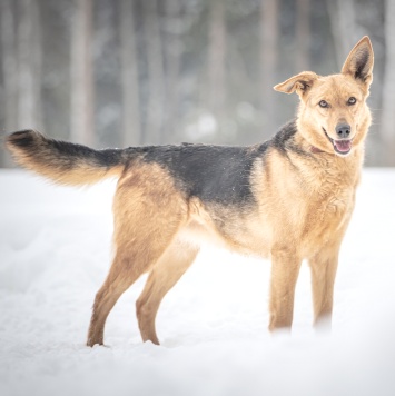 Собаки в добрые руки - Санни - 1
