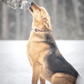 Собаки в добрые руки - Санни - 3