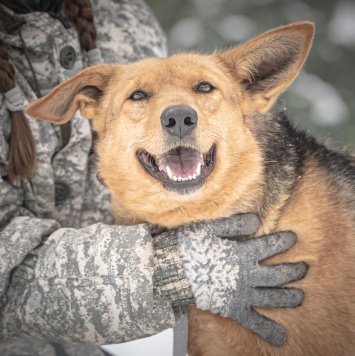 Собаки в добрые руки - Санни - 4