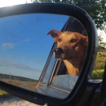 Собаки в добрые руки - Роб