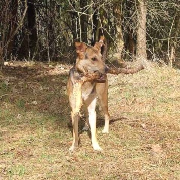 Собаки в добрые руки - Роб - 1