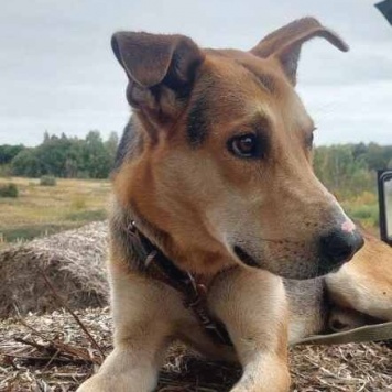 Собаки в добрые руки - Роб - 3