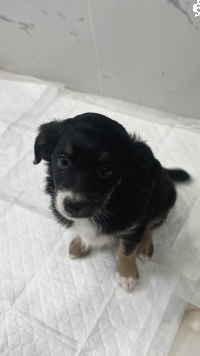 Собаки в добрые руки - Кнопочка