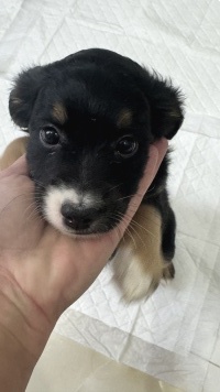 Собаки в добрые руки - Кнопочка - 1