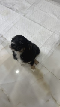 Собаки в добрые руки - Кнопочка - 2