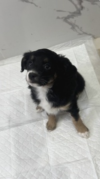 Собаки в добрые руки - Кнопочка - 3