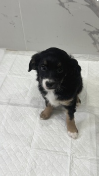 Собаки в добрые руки - Кнопочка - 4