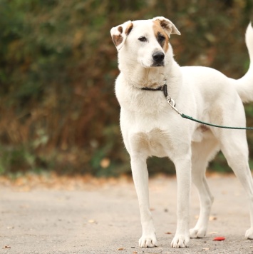 Собаки в добрые руки - Жучок