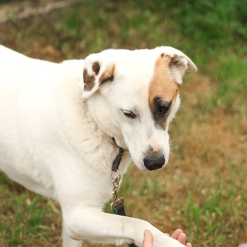 Собаки в добрые руки - Жучок - 2