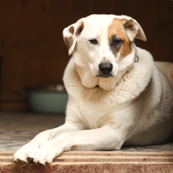 Собаки в добрые руки - Жучок - 3