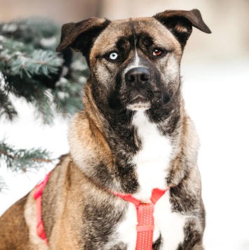 Собаки в добрые руки - Тина