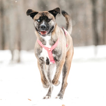 Собаки в добрые руки - Тина - 1