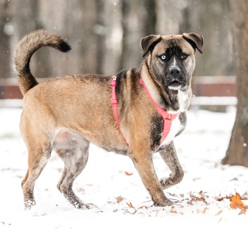 Собаки в добрые руки - Тина - 2