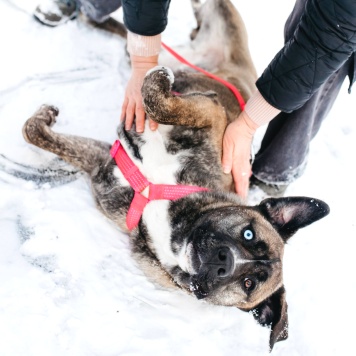 Собаки в добрые руки - Тина - 4