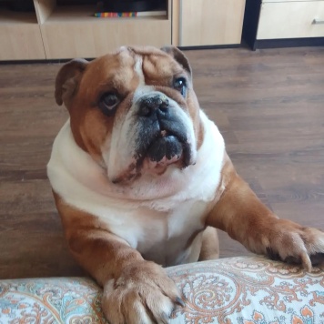 Собаки в добрые руки - Вася - 1