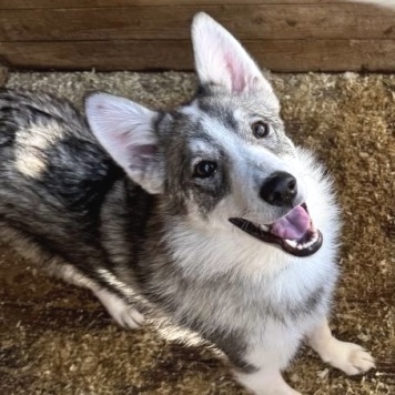 Собаки в добрые руки - Венди