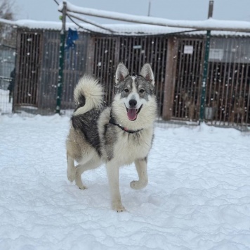 Собаки в добрые руки - Венди - 2