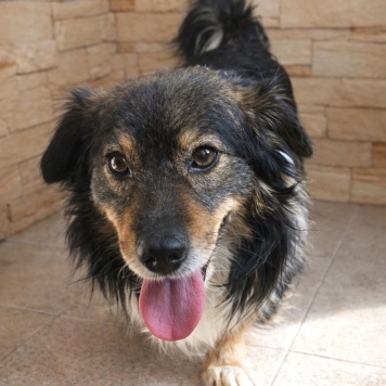 Собаки в добрые руки - Филя - 1