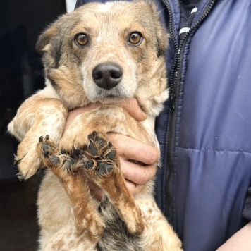 Собаки в добрые руки - Элли