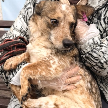 Собаки в добрые руки - Элли - 1