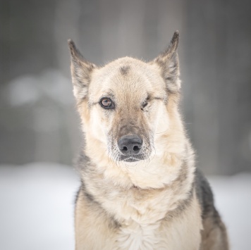 Собаки в добрые руки - Грей