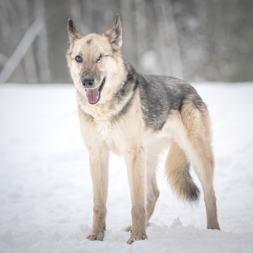 Собаки в добрые руки - Грей - 1