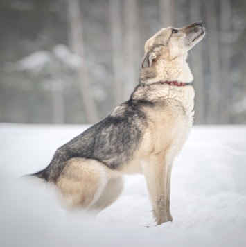 Собаки в добрые руки - Грей - 2