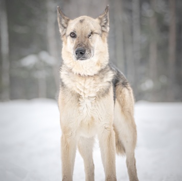 Собаки в добрые руки - Грей - 3