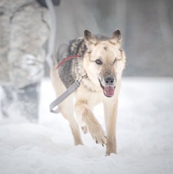 Собаки в добрые руки - Грей - 4