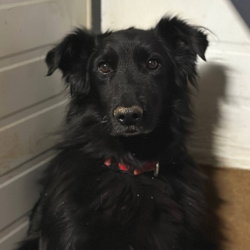 Собаки в добрые руки - Шерон