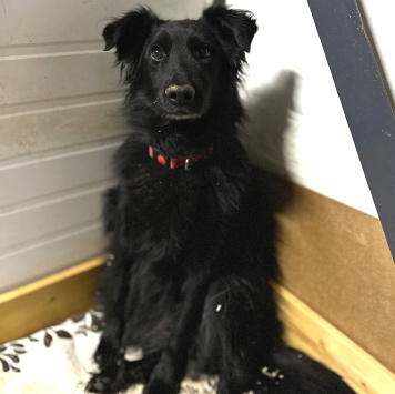 Собаки в добрые руки - Шерон - 1