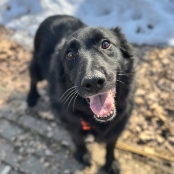 Собаки в добрые руки - Шерон - 2