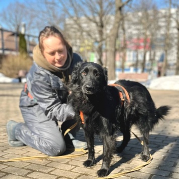 Собаки в добрые руки - Шерон - 3