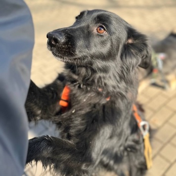 Собаки в добрые руки - Шерон - 4