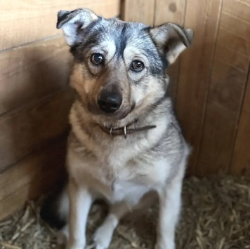 Малинка - Собаки в добрые руки