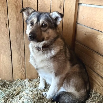 Собаки в добрые руки - Малинка - 1