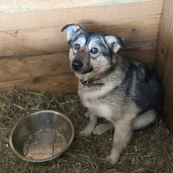 Собаки в добрые руки - Малинка - 2