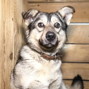 Собаки в добрые руки - Малинка - 3