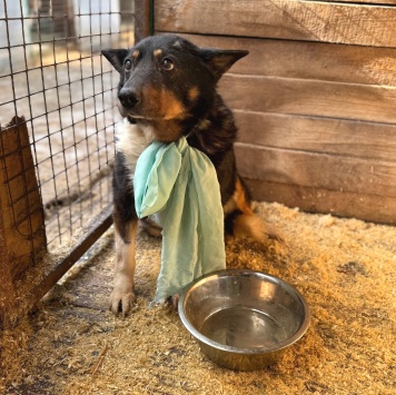 Собаки в добрые руки - Баба Галя